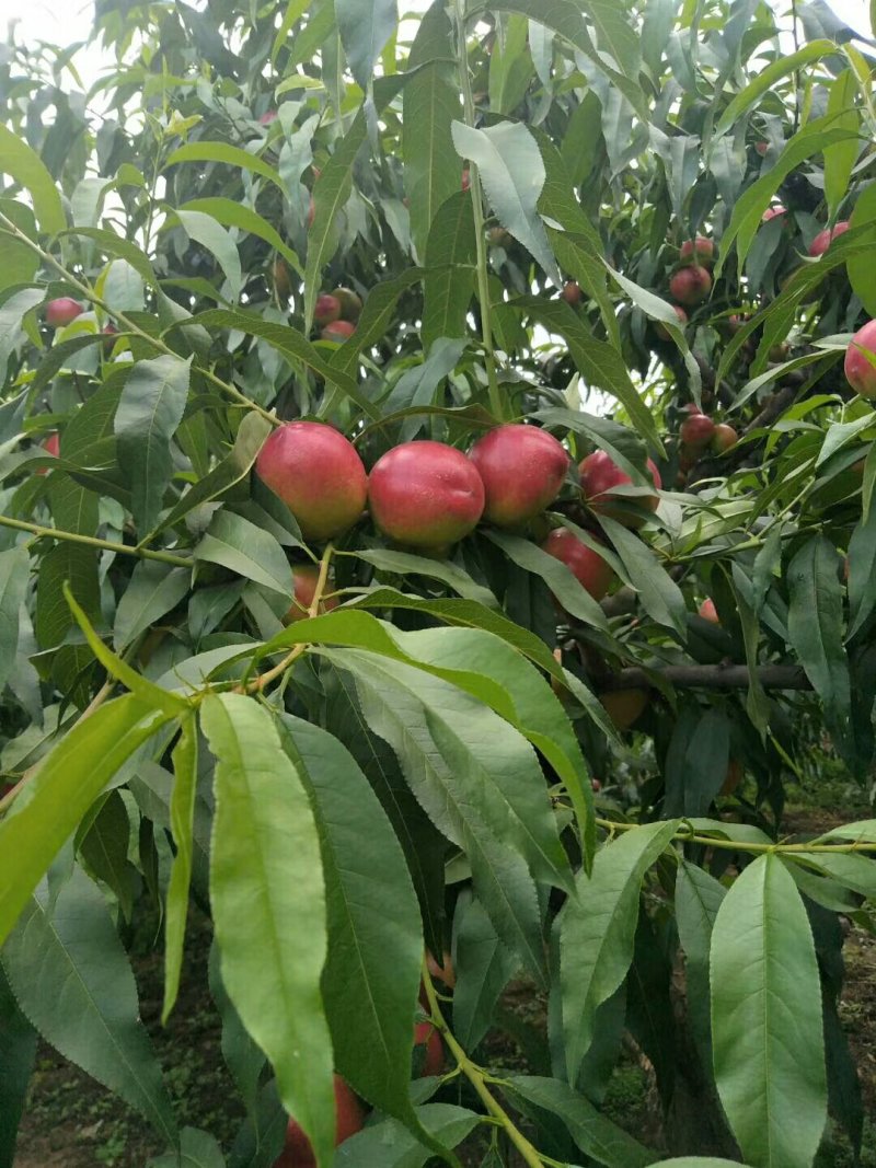 中油4号，中油5号大量现货