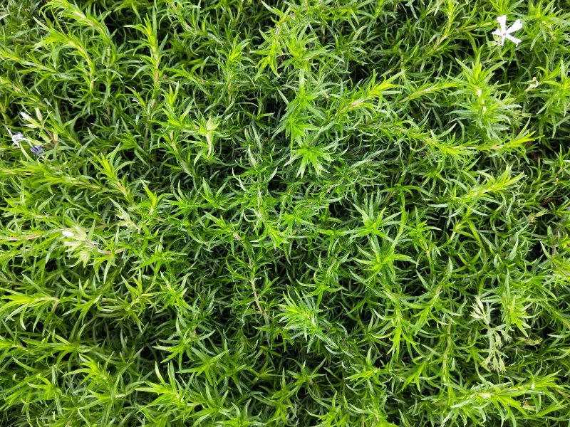 福禄考丛生福禄考多色福禄考欢迎实地看货