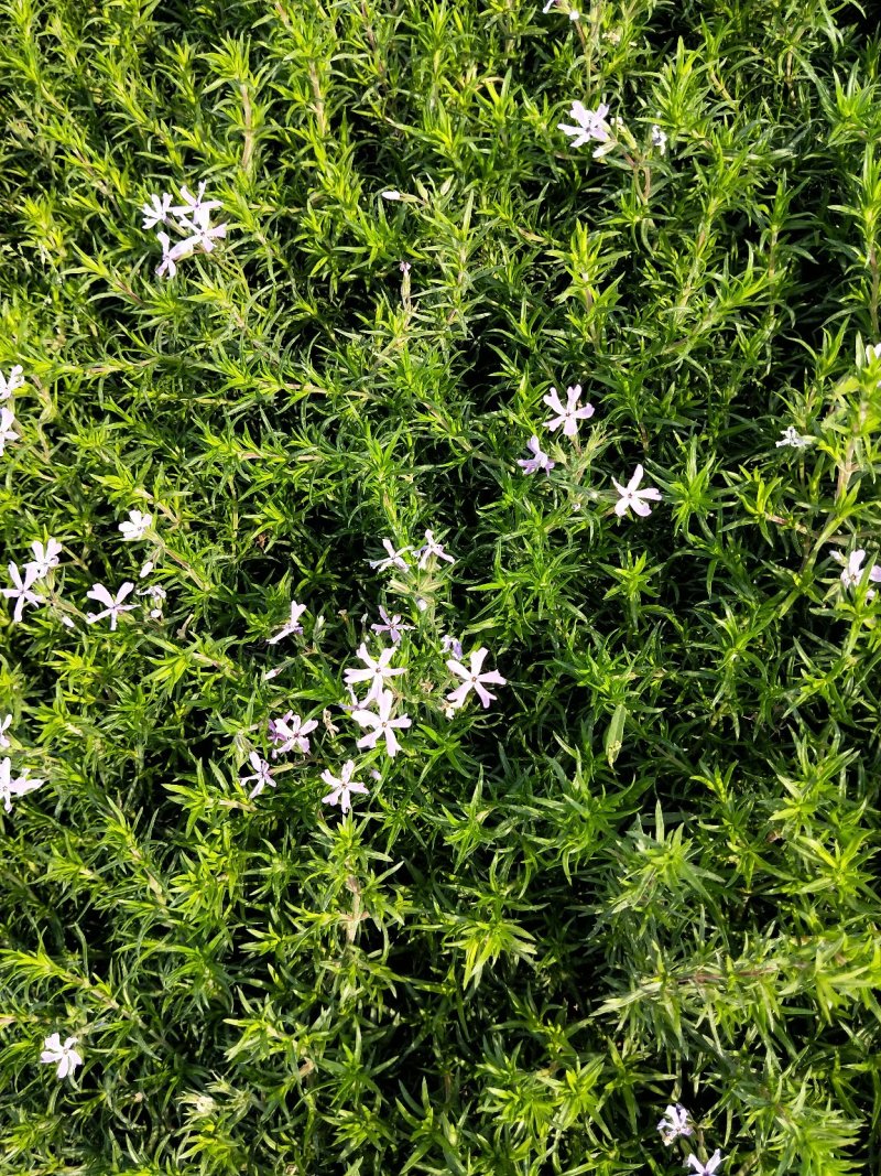 福禄考丛生福禄考多色福禄考欢迎实地看货