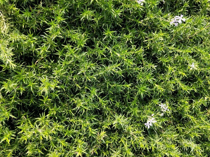 福禄考丛生福禄考多色福禄考欢迎实地看货