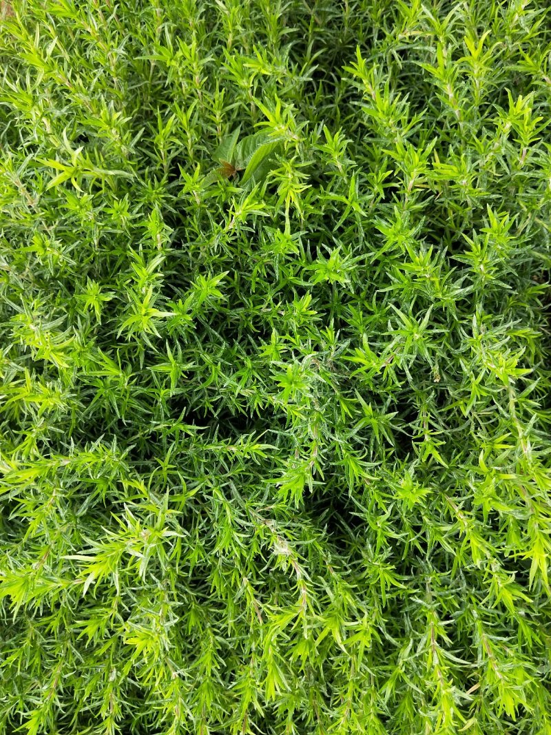 福禄考丛生福禄考多色福禄考欢迎实地看货