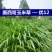 墨西哥玉米草牧草种子进口甜高粱种子，高产牧草种子