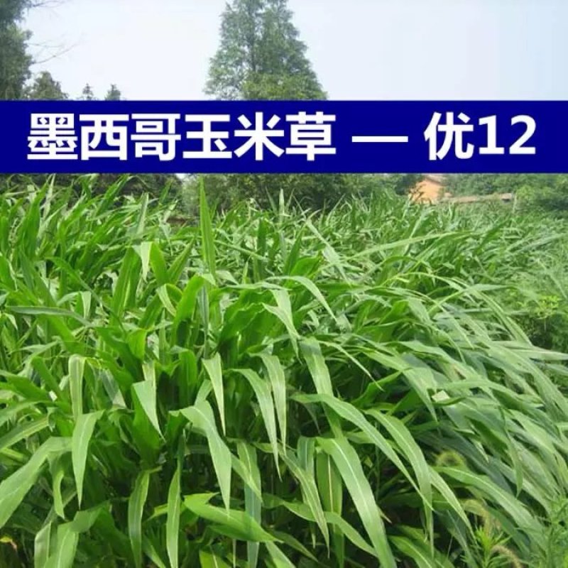 墨西哥玉米草牧草种子进口甜高粱种子，高产牧草种子