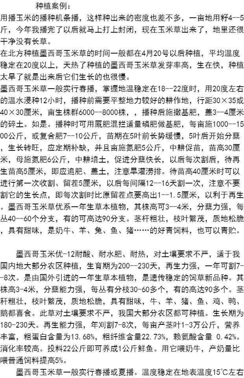 墨西哥玉米草牧草种子进口甜高粱种子，高产牧草种子