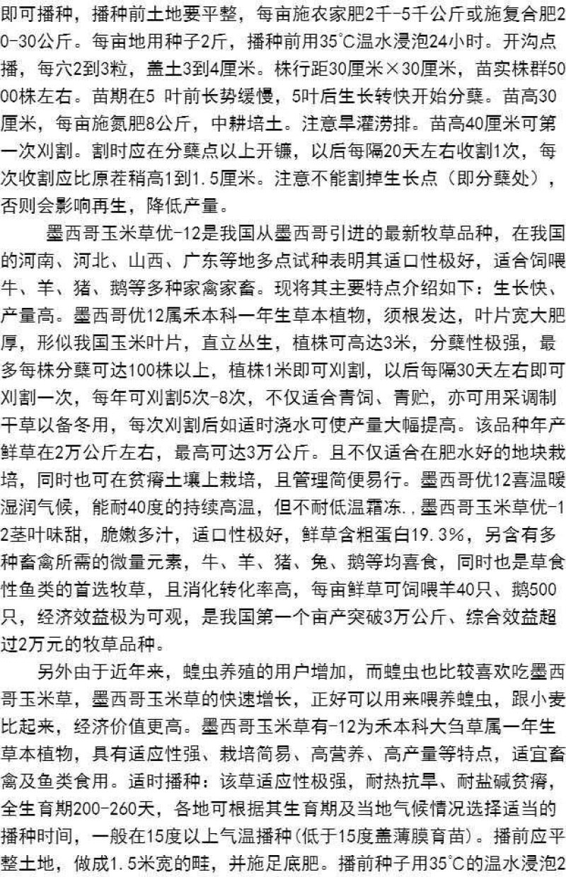 墨西哥玉米草牧草种子进口甜高粱种子，高产牧草种子