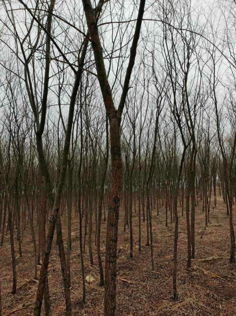 柳树