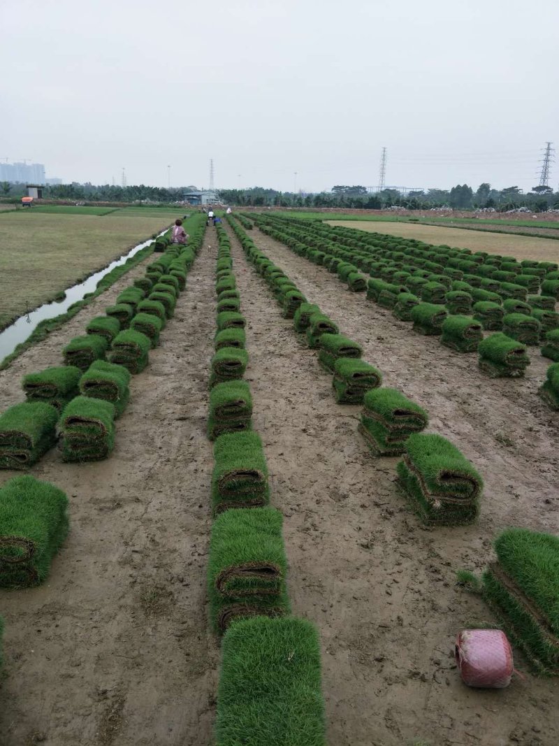 台湾草
