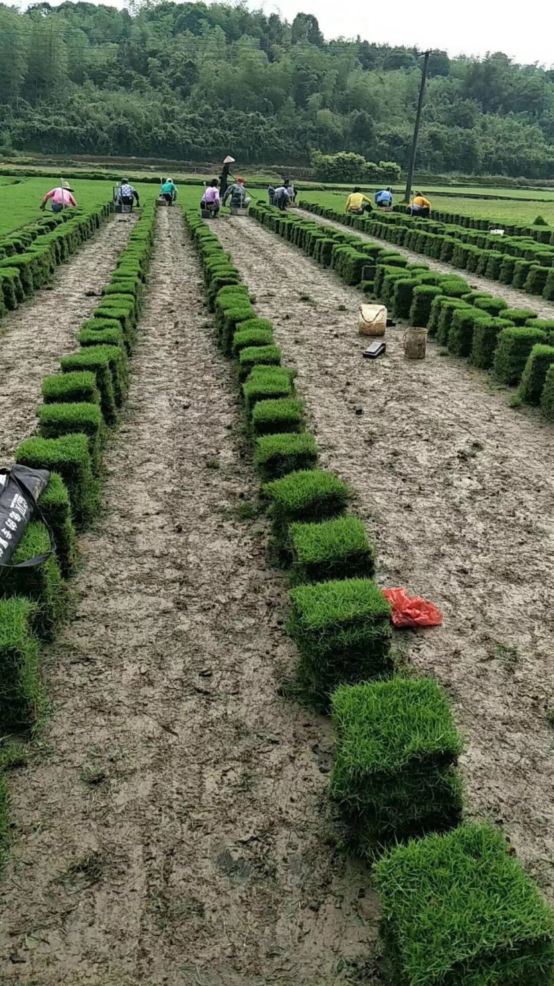 台湾草