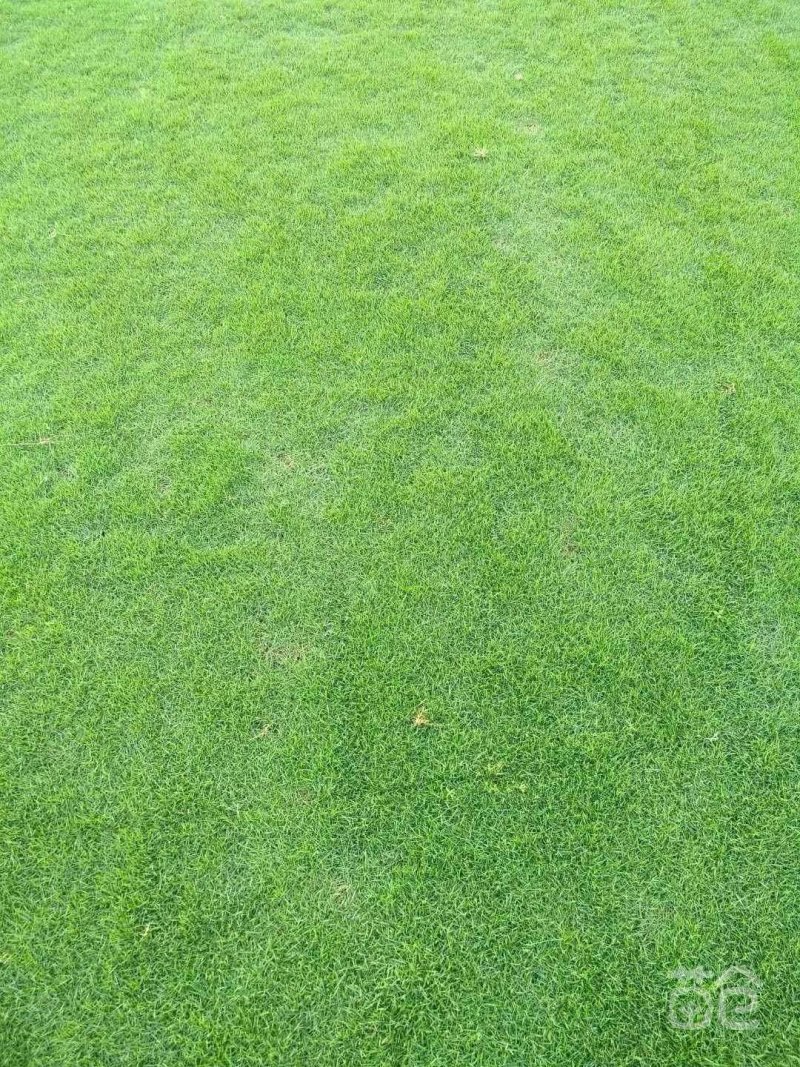 台湾草