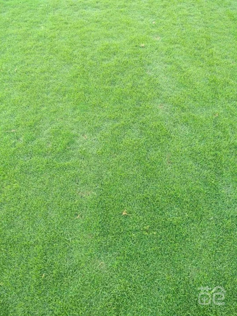 台湾草