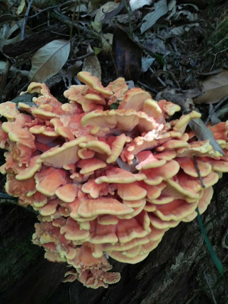 奶浆菌