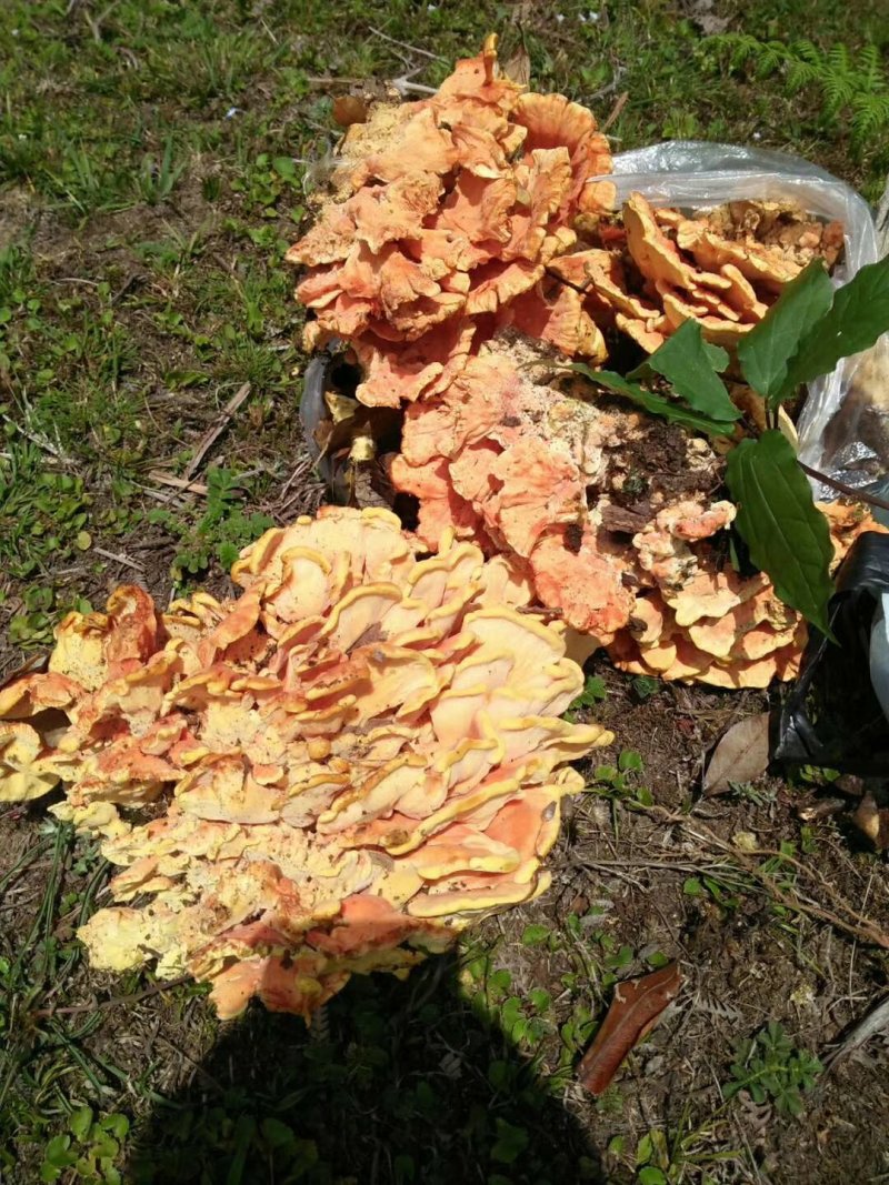 奶浆菌