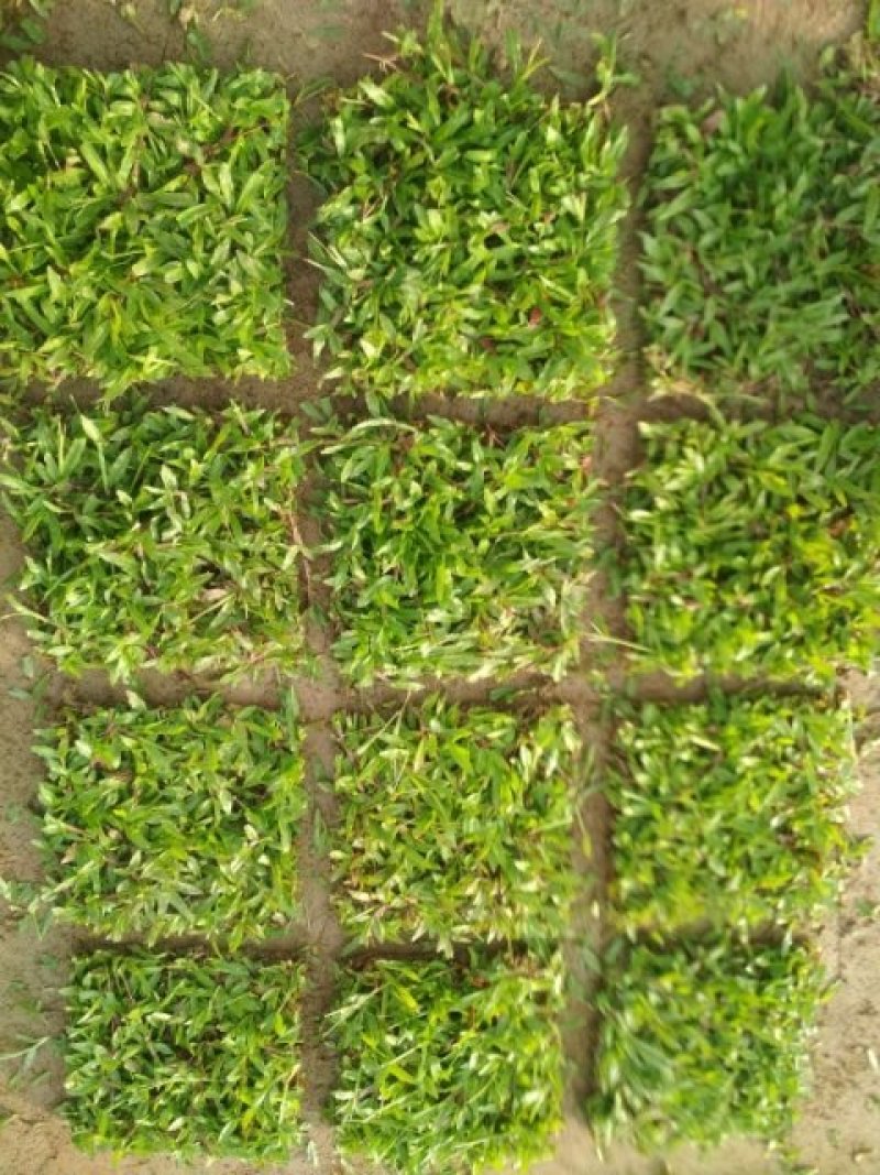 大叶油草