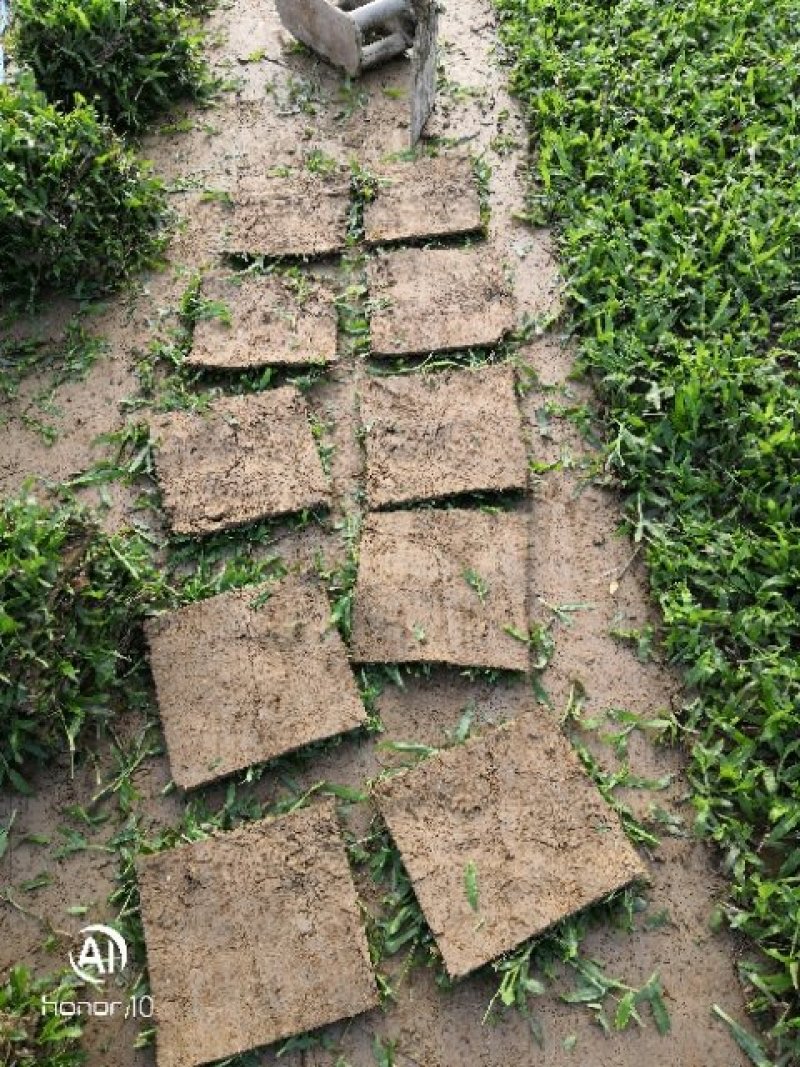 大叶油草