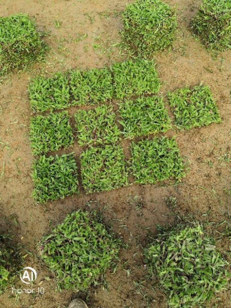 大叶油草