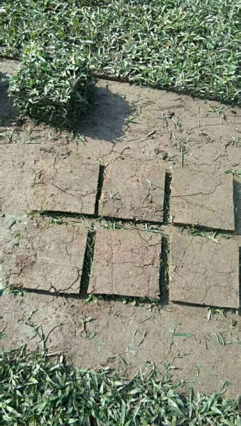 大叶油草