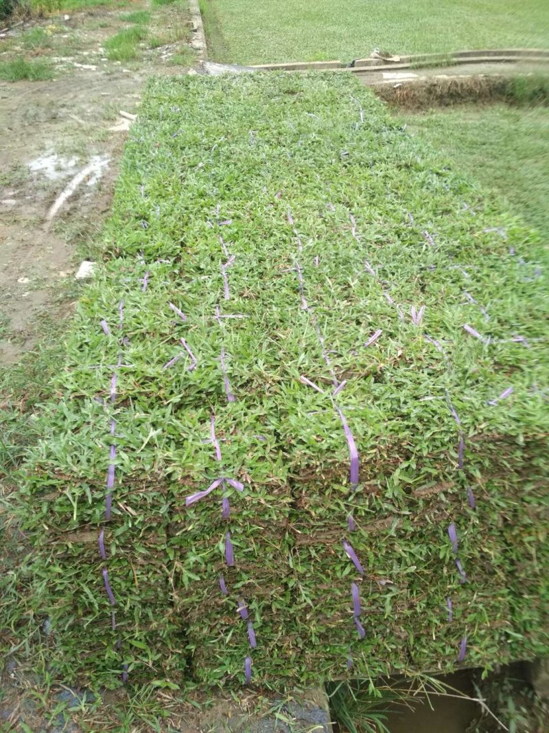 大叶油草