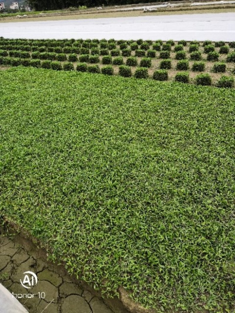 大叶油草