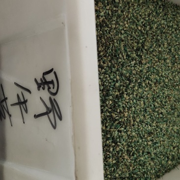 野牛草种子