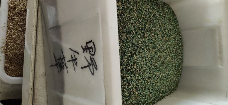 野牛草种子