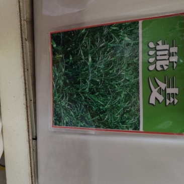 燕麦种子