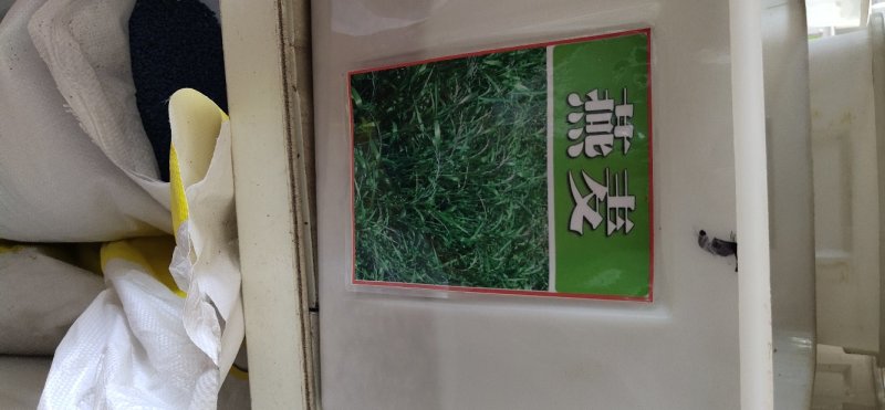 燕麦种子