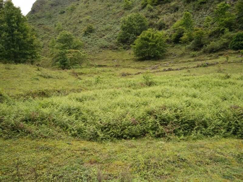 岭地闲地可发展农林种养