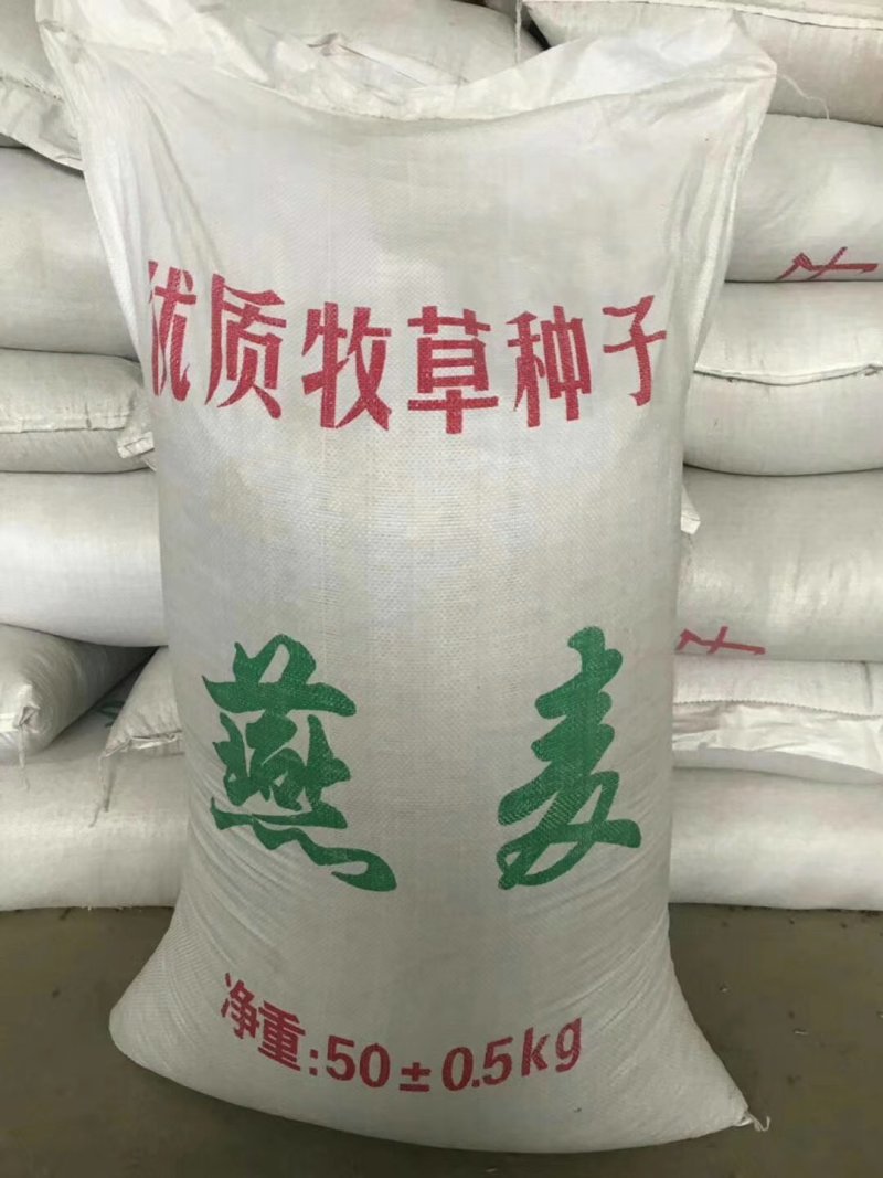 燕麦种子
