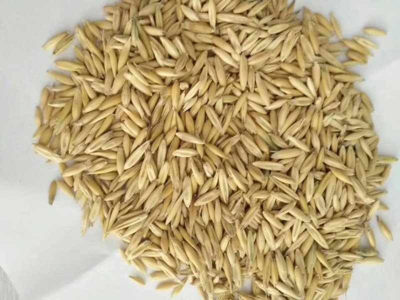 燕麦种子