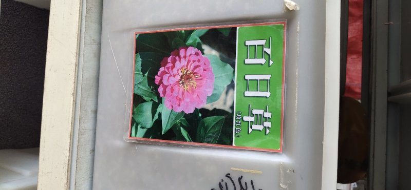 百日草种子