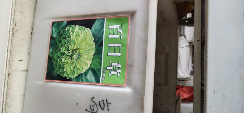 百日草种子