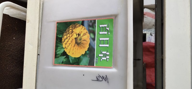 百日草种子
