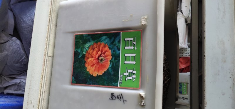 百日草种子