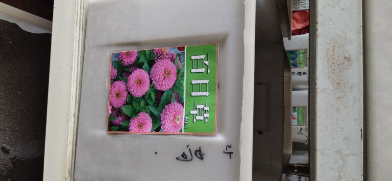 百日草种子