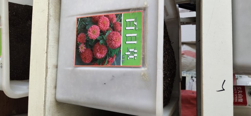 百日草种子