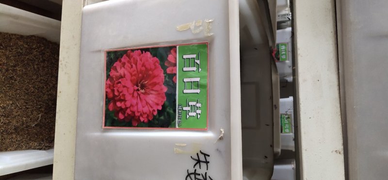 百日草种子