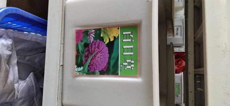 百日草种子
