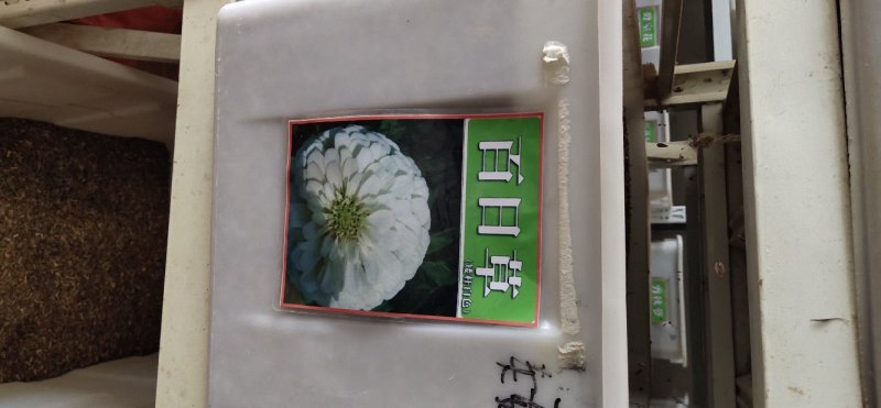 百日草种子