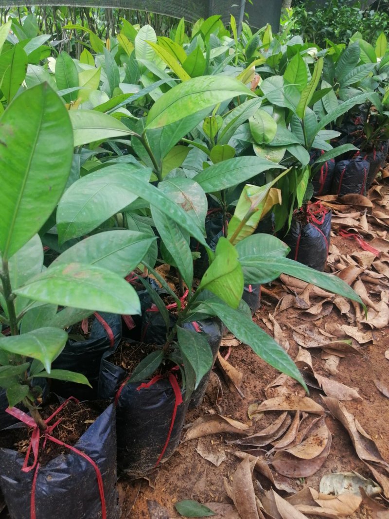 泰国山竹无籽树苗红肉山竹果树苗盆栽地栽当年结果宜北南方当