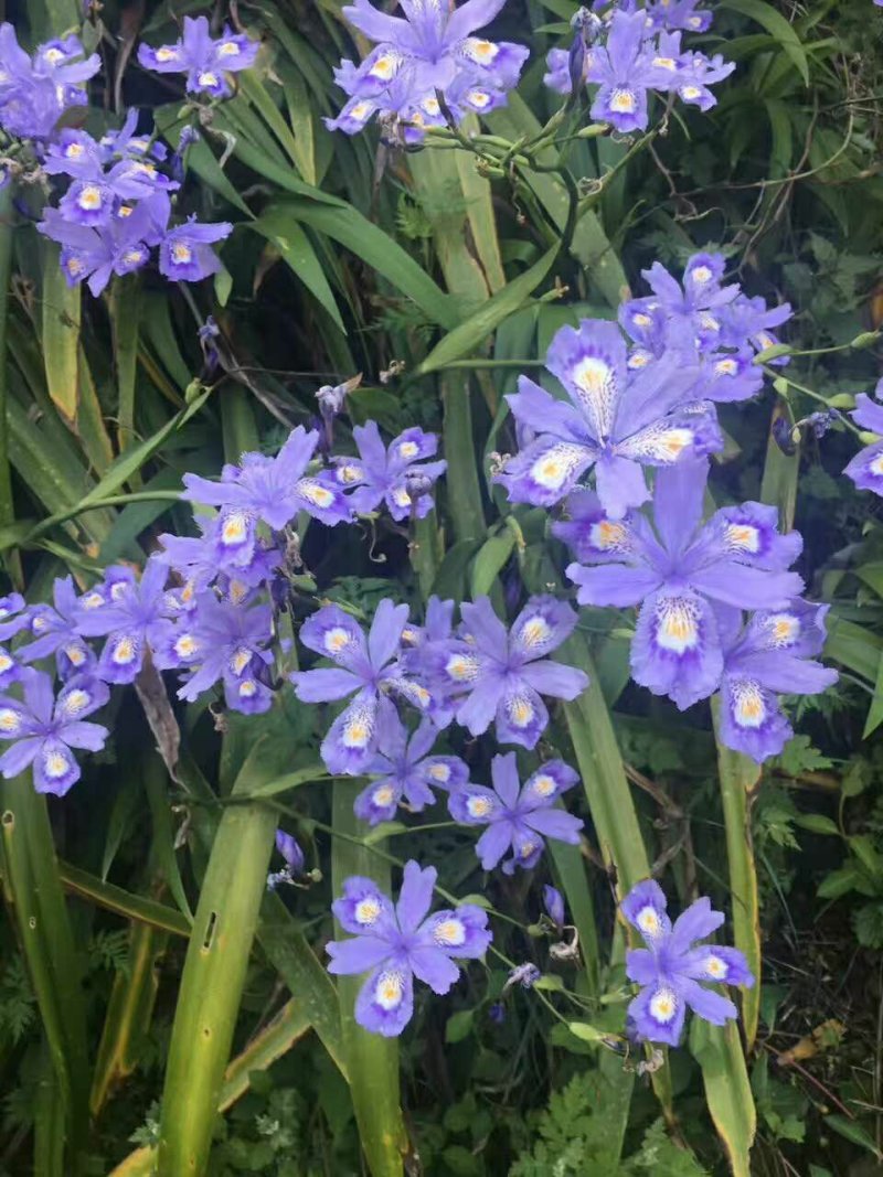 紫花鸢尾兰