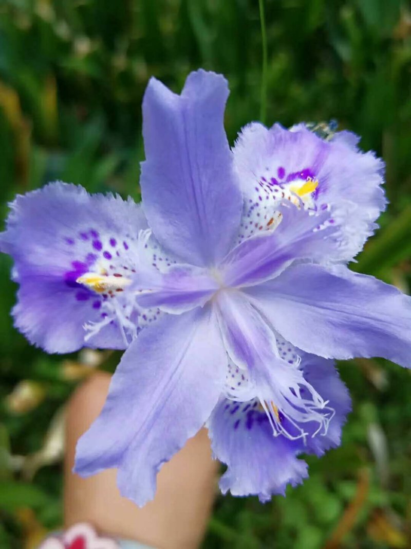 紫花鸢尾兰