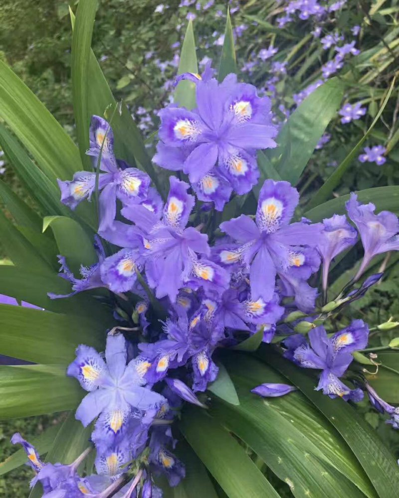 紫花鸢尾兰