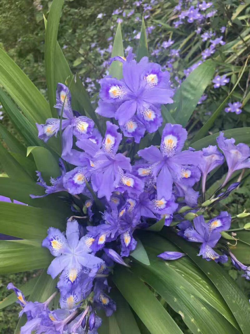 紫花鸢尾兰