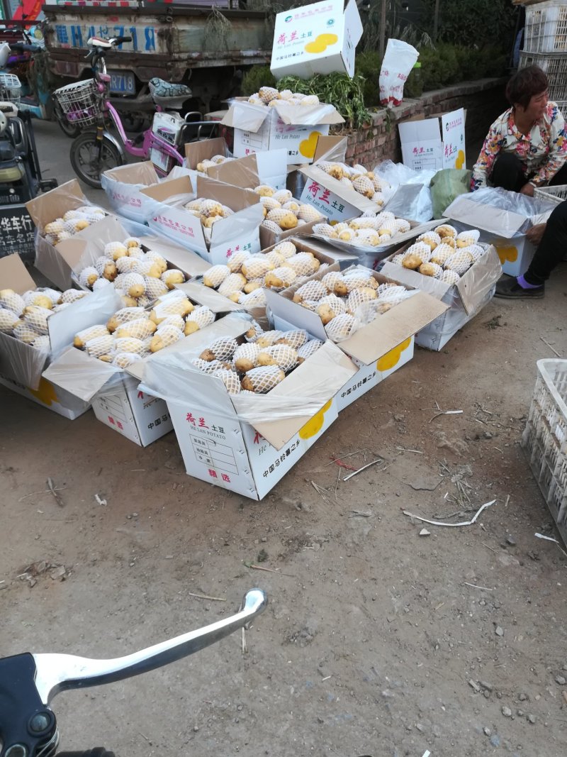 山东省泗水县土豆荷兰十五土豆万亩产地，代收代发全国市