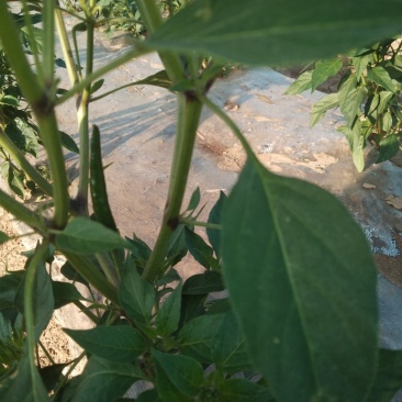 艳红辣椒一百亩，有预定的提前打招呼