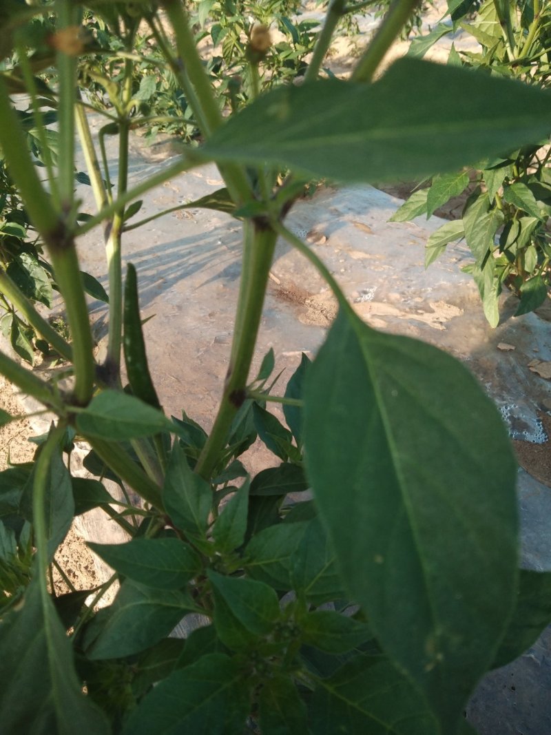 艳红辣椒一百亩，有预定的提前打招呼