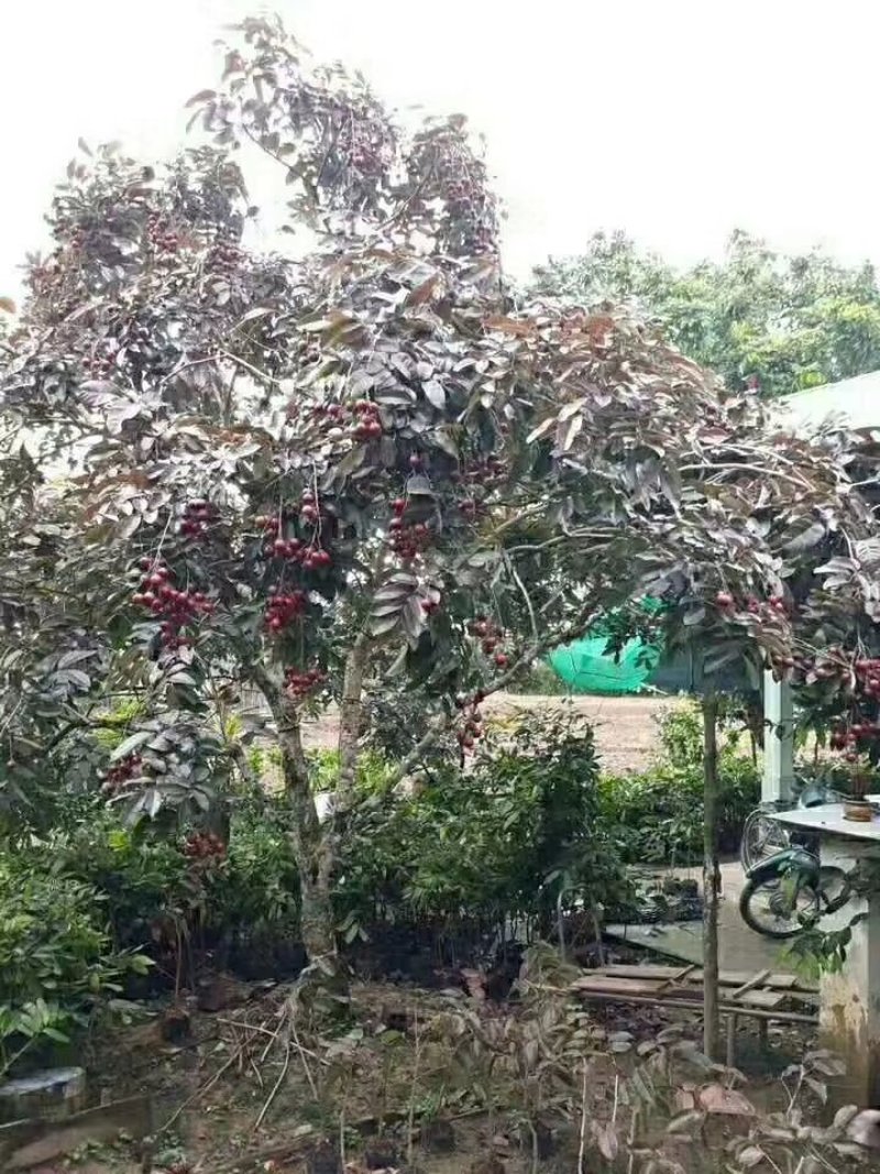 正品包邮泰国进口红皮龙眼带营养杯原土发货