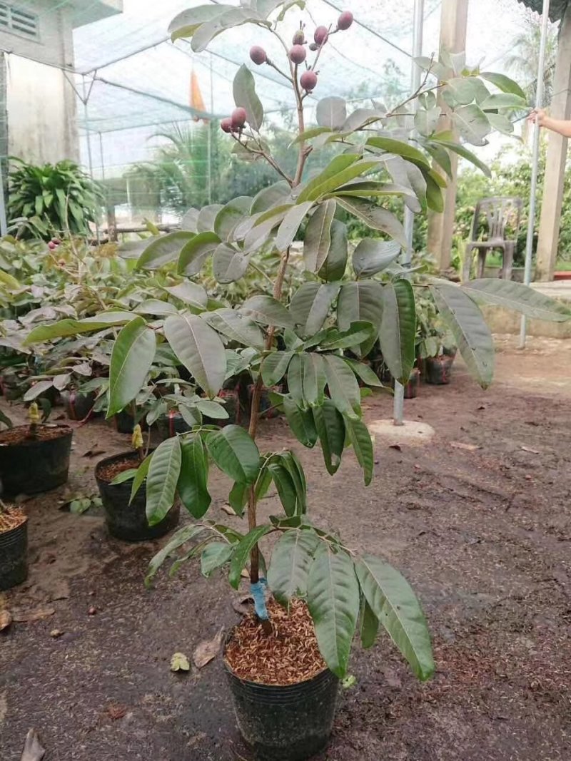 正品包邮泰国进口红皮龙眼带营养杯原土发货