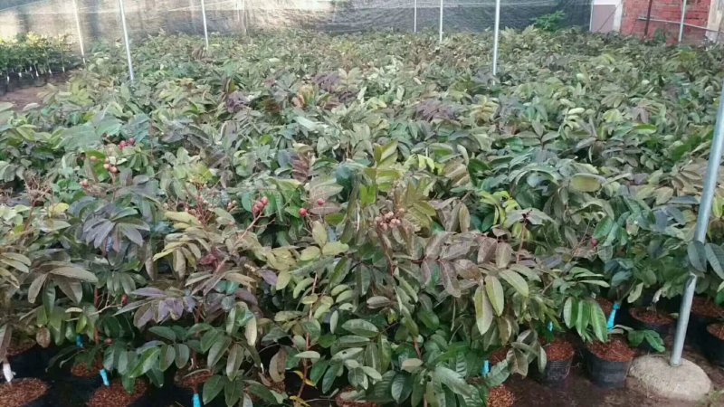 正品包邮泰国进口红皮龙眼带营养杯原土发货