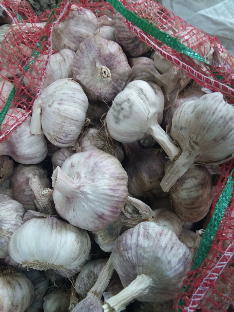 河南大蒜，紫皮蒜，货量充足，欢迎采购，全国代发，质量保证